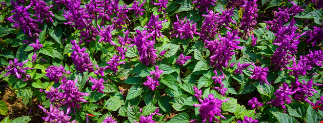 Nepeta racemosa, the raceme catnip, syn. N. mussiniii, is a species of flowering plant in the family Lamiaceae. Nepeta transcaucasica in the flowers garden. 