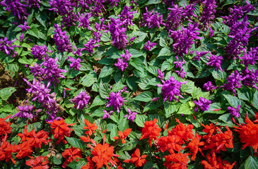 Nepeta racemosa, the raceme catnip, syn. N. mussiniii, is a species of flowering plant in the family Lamiaceae. Nepeta transcaucasica in the flowers garden. 