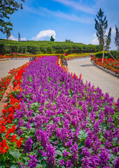 Nepeta racemosa, the raceme catnip, syn. N. mussiniii, is a species of flowering plant in the family Lamiaceae. Nepeta transcaucasica in the flowers garden. 