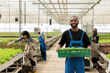 Portrait of african american man showing crate with fresh lettuce production ready for delivery to local business. Organic food grower farmer holding batch of fresh salad grown in greenhouse.