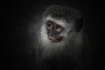 Portrait of a vervet monkey on a black bacground