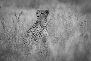 black and white image of a cheetah sitting in long grass and other vegetation - bokeh