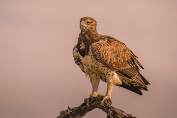 Martial  Eagle perched on thick branch in Kruger Park during golden hour 
