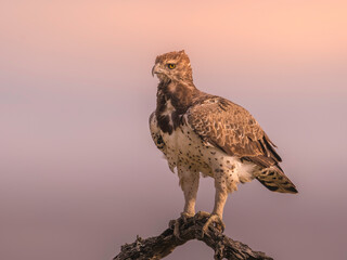 Martial  Eagle perched on thick branch in Kruger Park during golden hour 