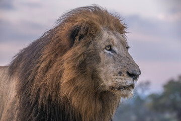 Portrait of a large male lion Kruger Park