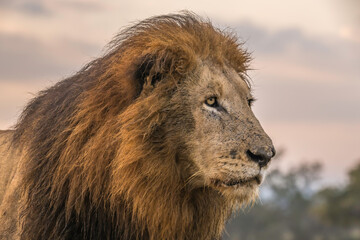 Portrait of a large male lion Kruger Park