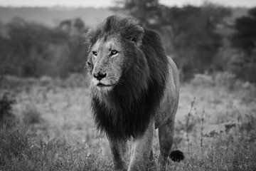 Portrait of a large male lion Kruger Park