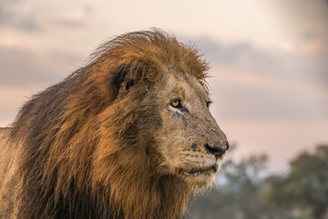Portrait of a large male lion Kruger Park