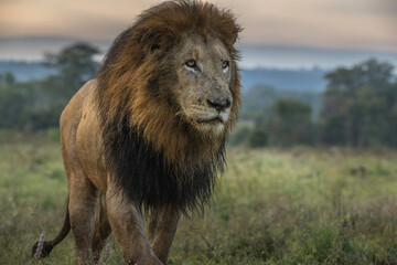Portrait of a large male lion Kruger Park