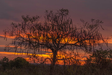 silhouette of an acacia tree at sunset
