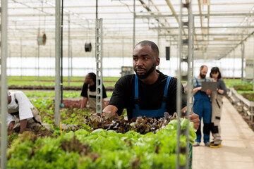 Tired african american worker pushing rack of crates with assortment of organic lettuce for delivery to local restaurant. Man in greenhouse gathering salad feeling exhausted after a long work day.