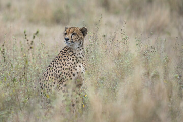 Watchful Cheetah sitting on haunches in tall greenery - Kruger Park