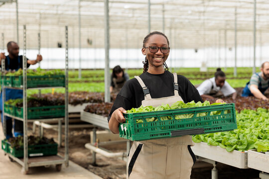 Portrait of bio vegetables farmer holding crate with fresh green salad ready for delivery to local business. African american woman showing fresh batch of hand picked lettuce grown organically.