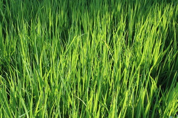 green grass background