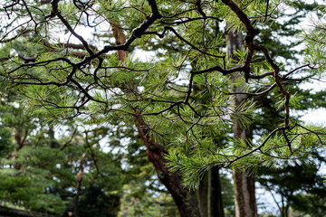 初冬の兼六園で見かけた樹木・松