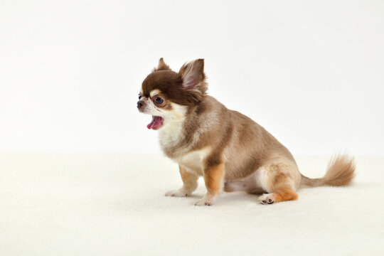 ロングコートチワワ Images Browse 931 Stock Photos Vectors And Video Adobe Stock