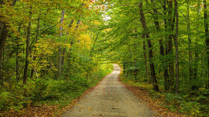 Fototapeta na wymiar Autumn Forest Road - A wide-angle view of a backcountry road winding through a dense forest on a sunny Autumn morning. Mt. Blue State Park, Weld, Maine, USA.