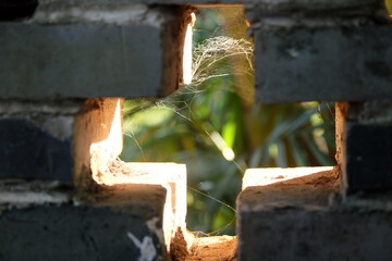 Sun light cross the cobwebs 