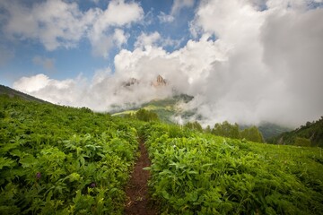 Mountain forest landscape. A mountain slope. Forest in mountains. Mountain green hills landscape.