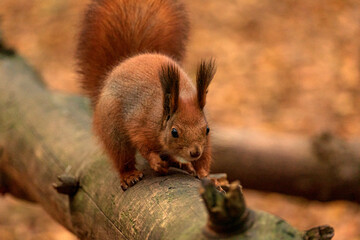 a fluffy squirrel runs along a lying tree against the background of an autumn forest with leaves close-up
