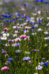 Multicolored (blue, purple, pink, white and other) cornflower flowers (Centaurea cyanus) field in sunny summer day, Smiltene, Latvia.