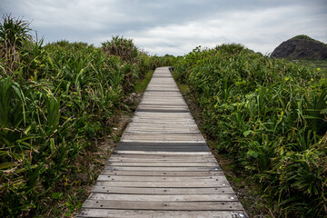 Fototapeta na wymiar Wooden path walkway in the forest