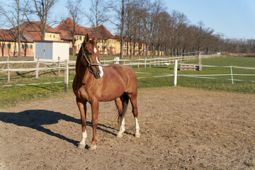 Naklejka na ściany i meble Horse on a horse farm near Magdeburg in Germany