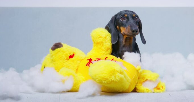 Dachshund puppy gnawing out insides sintepon from soft bear, hears owner command and stops chewing toy. Training with dog handler , learning commands , obedience training. Dog nibbles toys