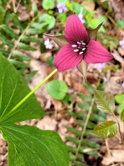 Obraz premium Single Red Trillium in the forest