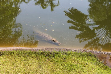Crocodylus Park, Northern Territory