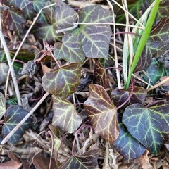 frost on the leaves