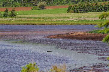 Fototapeta na wymiar Prince Edward Island tidal basin