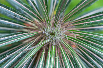 Madagascar palm high angle view with selective focus