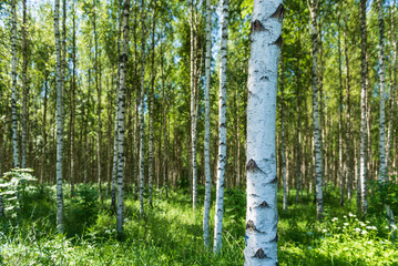 Obraz premium Birch grove on a sunny summer day.