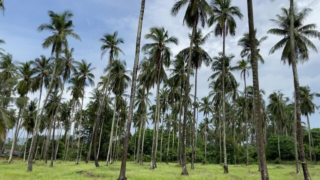 Tall palm trees green field panoramic view under blue sky. Tropical rainforest in Thailand, calm after the storm concepts