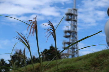 Obraz premium 愛知県新城市本宮山のススキと鉄塔
