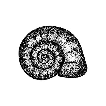Snail Shell Dotwork Drawing. Vector Illustration of Hand Drawn Objects.