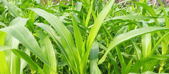 Dieffenbachia leaf, Green leaf pattern in background.
