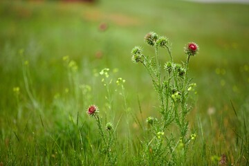 Flowers of stoechas in the garden with green leaves, The flowering plant in the family Lamiaceae, Nature floral.