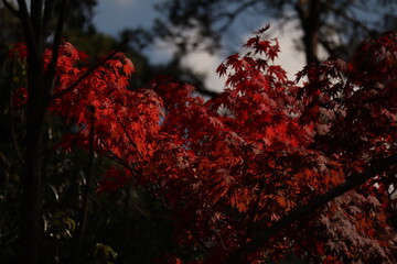 愛知県豊田市三河湖で赤に染まる紅葉