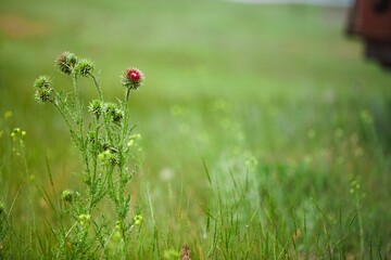Flowers of stoechas in the garden with green leaves, The flowering plant in the family Lamiaceae, Nature floral.