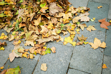 Yellow dry leaves lie on sidewalk. Autumn season background. Hello Autumn concept.