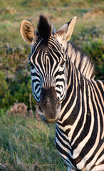 Fototapeta premium zebras