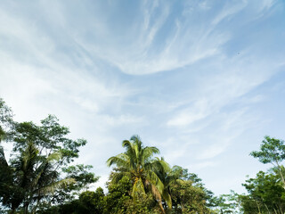 The view of the blue sky with white clouds and below is the upper end of the trees.