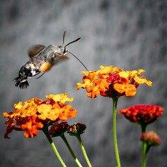 bee on flower