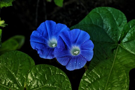 blue flower in the garden, Blue flower, Morning glory, Morning glory flower, Background, Wallpaper.