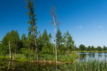 Obraz premium Ungurpils lake with floating islands, Latvia.