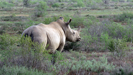 Obraz premium Rhino
