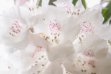 Close up of white rhododendron flowers; Beautiful white rhododendron with pink spots