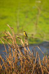 Western yellow wagtail, Motacillidae. Cute yellow bird resting on a dried plant.